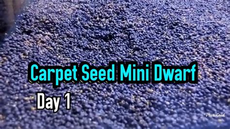 carpet seed mini dwarf